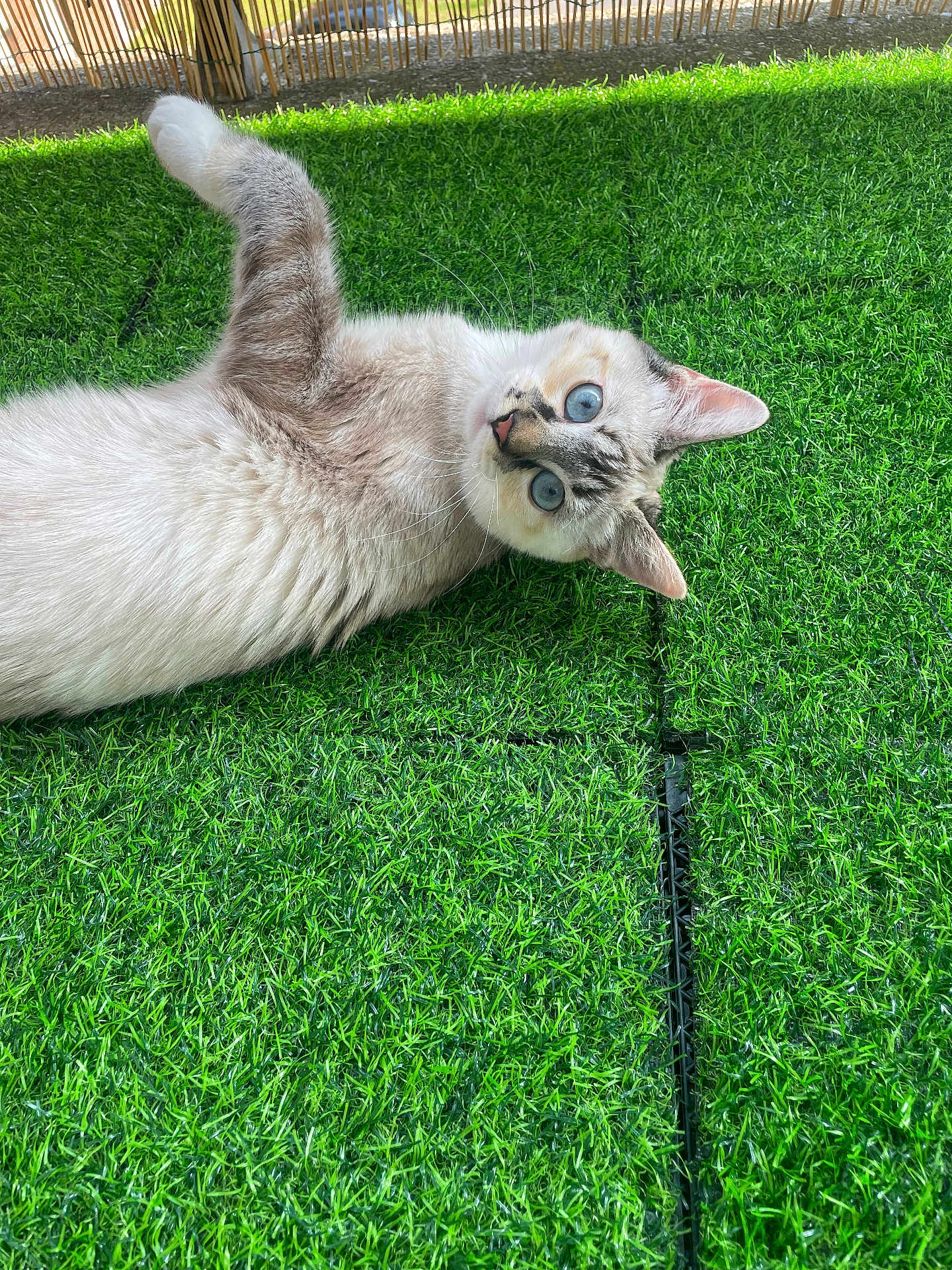 Maha participe au concours pour gagner de l'argent avec cette photo : cat, blue_eyes, fur, artificial_grass, outdoor, pet, animal, curious, playful, whiskers, ears, lying_down, sunlight, green, nature, closeup, feline, cute, domestic_animal, relaxed