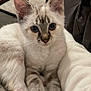 Maha participe au concours pour gagner de l'argent avec cette photo : kitten, cat, blue_eyes, fur, striped, spotted, pet, animal, cute, young, whiskers, paws, blanket, soft, indoor, relaxed, close_up, mammal, cozy, resting