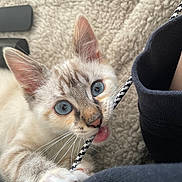 Maha a rejoint le concours — aidez-le/la à gagner de superbes lots ! kitten, cat, blue_eyes, paw, bite, cord, playful, fur, whiskers, close_up, pet, animal, cute, indoor, texture, blanket, claw, young, curious, domestic_cat