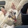 kitten, cat, blue_eyes, paw, bite, cord, playful, fur, whiskers, close_up, pet, animal, cute, indoor, texture, blanket, claw, young, curious, domestic_cat