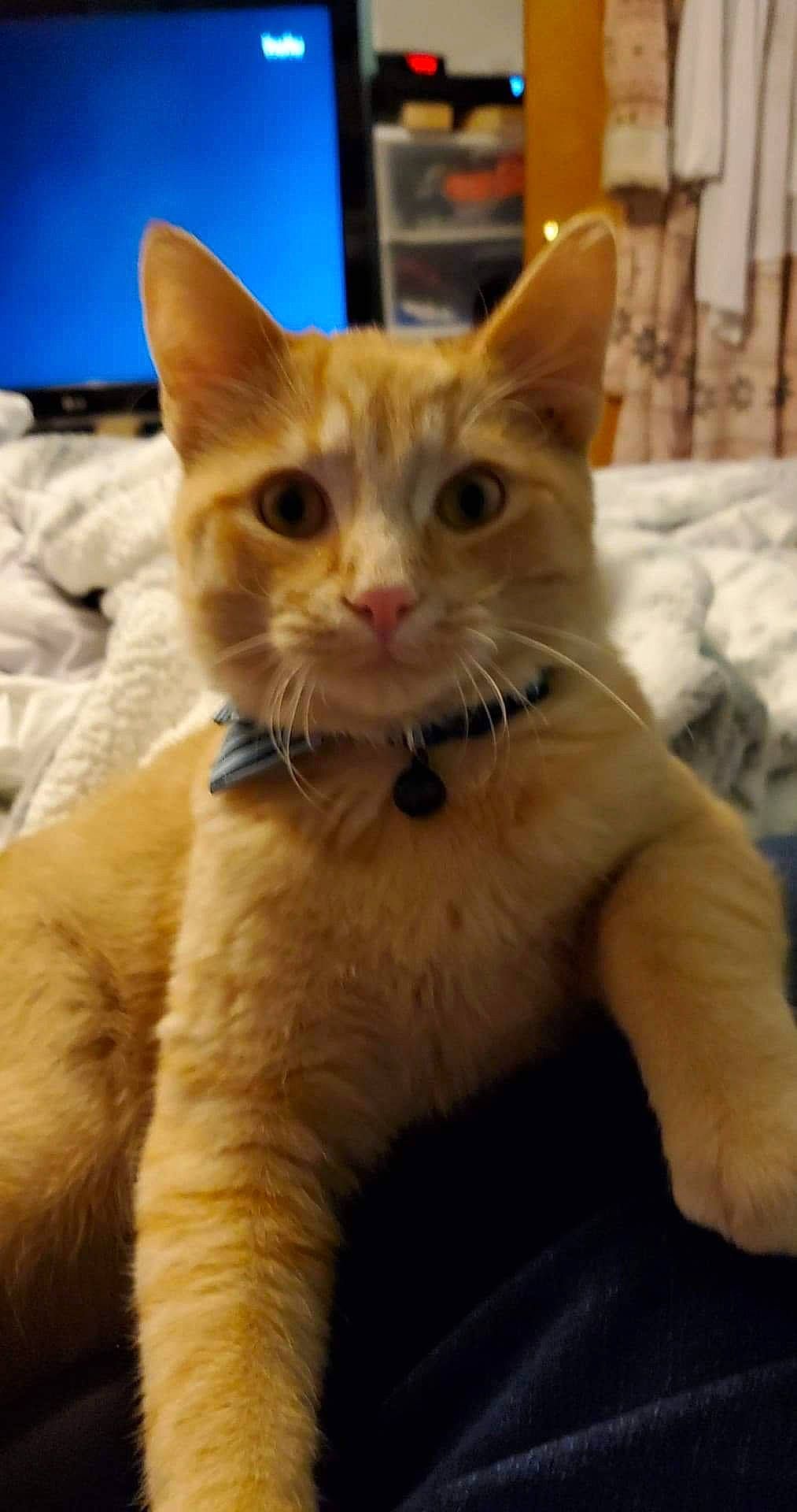 Fireball Mckean joined the competition — help win amazing prizes! aegean_cat, arabian_mau, asian, australian_mist, carnivore, cat, colorpoint_shorthair, domestic_short_haired_cat, european_shorthair, fawn, felidae, german_rex, javanese, kitten, mammal, ojos_azules, small_to_medium_sized_cats, snout, vertebrate, whiskers