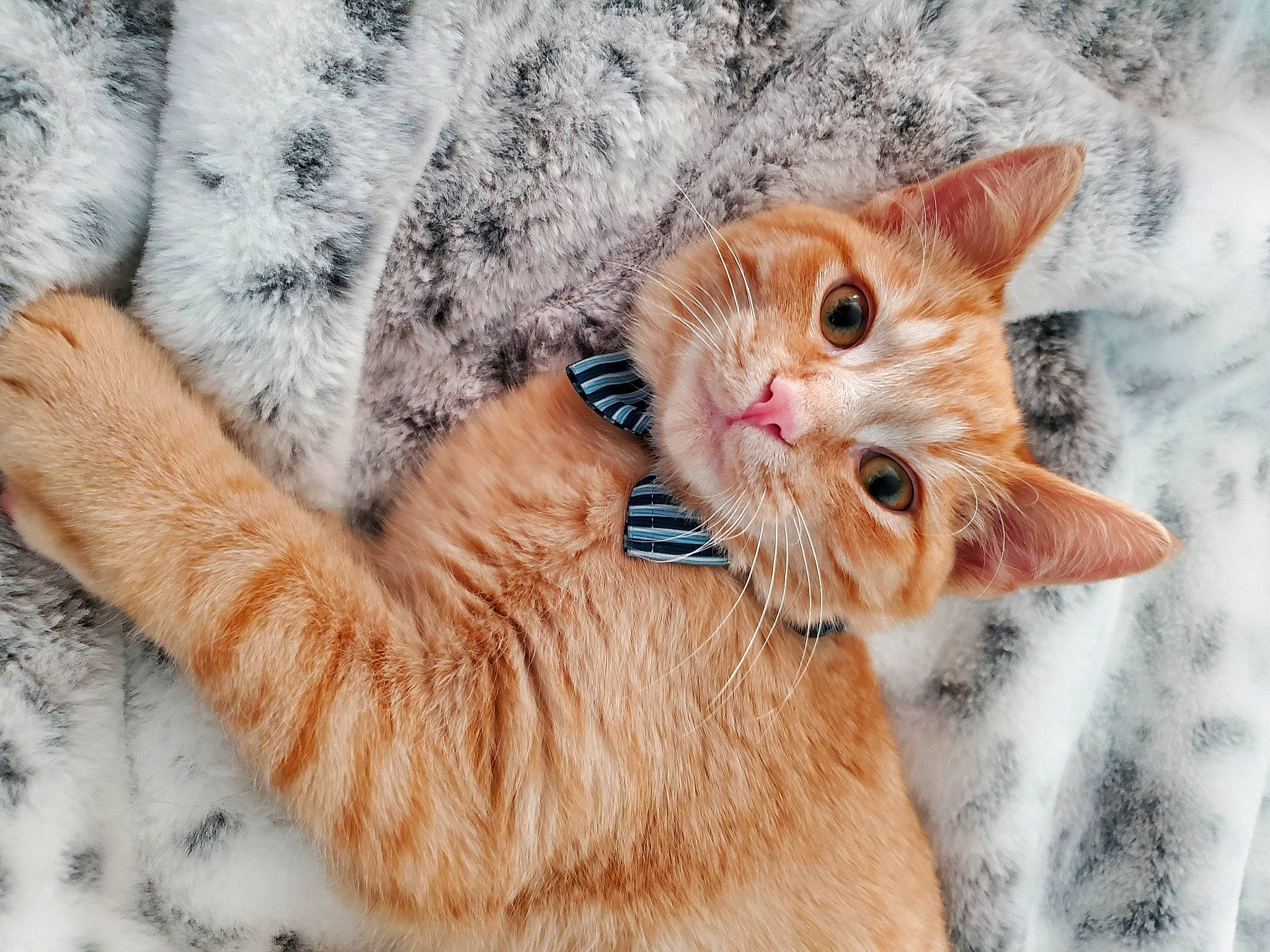 Fireball Mckean is registered to the contest to win money with this photo: aegean_cat, arabian_mau, asian, carnivore, cat, domestic_short_haired_cat, ear, european_shorthair, fawn, felidae, fur, german_rex, kitten, mammal, nose, paw, skin, small_to_medium_sized_cats, tabby_cat, whiskers