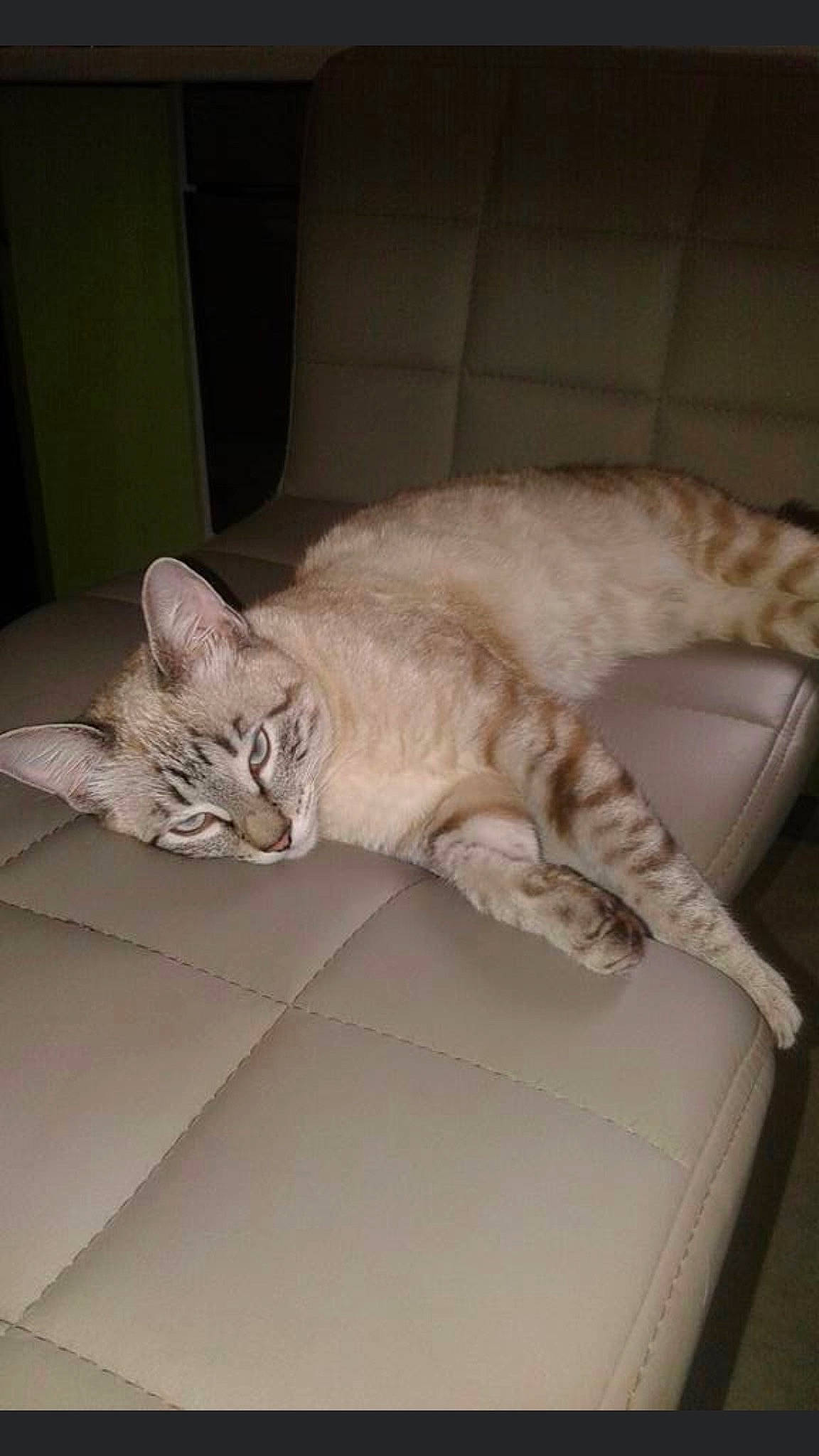 Ketty participe au concours pour gagner de l'argent avec cette photo : bed, carnivore, cat, cat_bed, chair, claw, comfort, couch, domestic_short_haired_cat, eye, fawn, felidae, fur, linens, nap, paw, room, small_to_medium_sized_cats, tail, whiskers