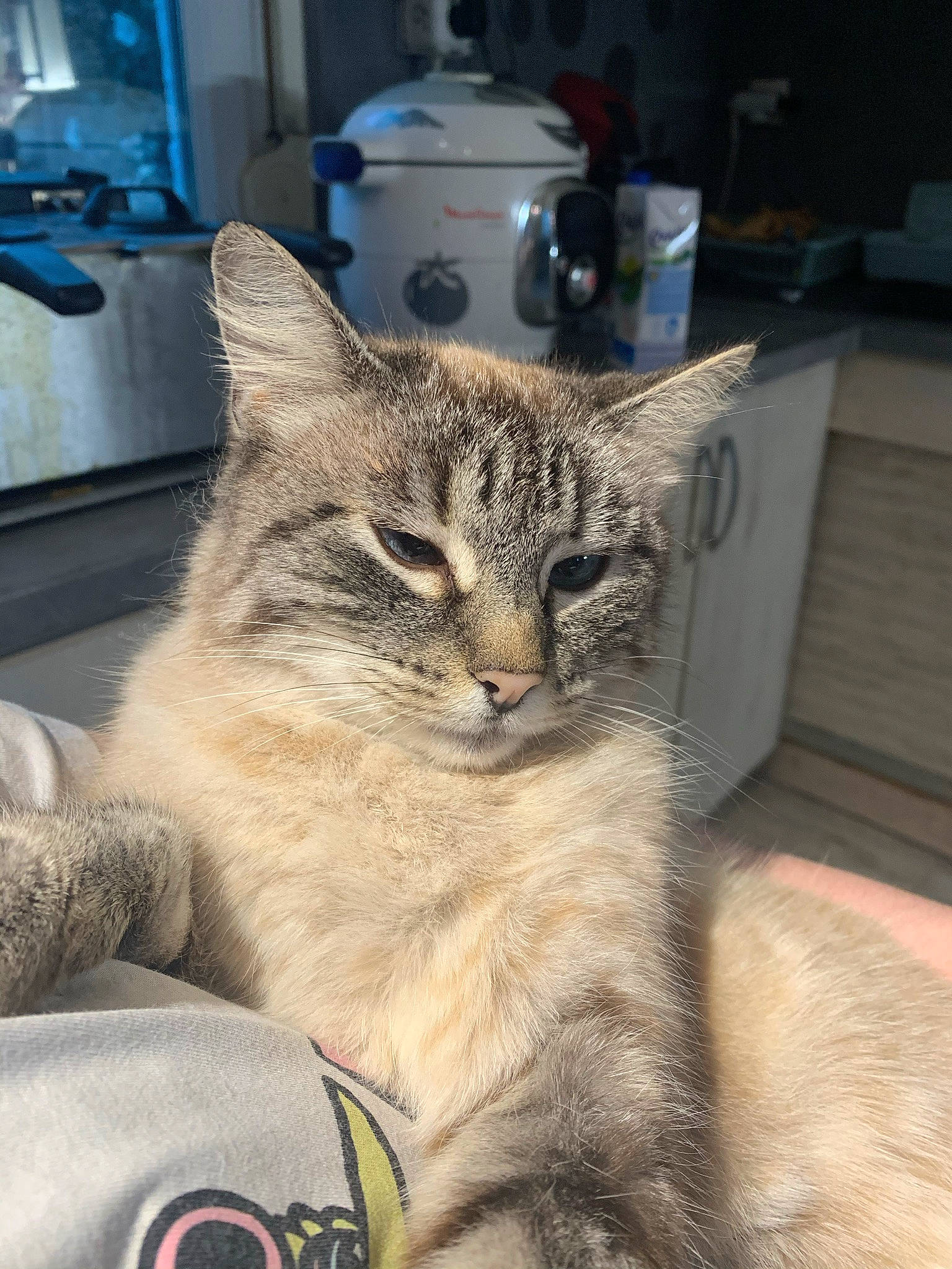 Ketty a rejoint le concours — aidez-le/la à gagner de superbes lots ! box, carnivore, cat, claw, domestic_short_haired_cat, ear, felidae, fur, home_appliance, kitchen_appliance, paw, sitting, small_to_medium_sized_cats, snout, tail, whiskers, wildlife, window