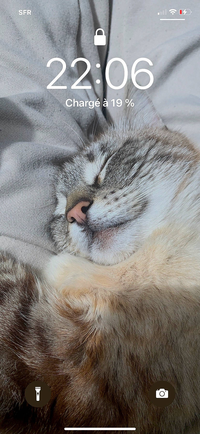 Ketty a rejoint le concours — aidez-le/la à gagner de superbes lots ! carnivore, cat, claw, domestic_short_haired_cat, felidae, font, fur, internet_meme, paw, photo_caption, poster, small_to_medium_sized_cats, snout, terrestrial_animal, whiskers, wildlife