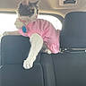 cat, pet, pink_clothing, car_interior, window, seat, feline, domestic_animal, curious, fluffy, white_paw, collar, tag, resting, indoor, transportation, animal_clothing, side_view, looking_out, relaxed