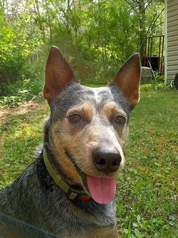 Boomer joined the competition — help win amazing prizes! canidae, carnivore, collar, companion_dog, dog, dog_breed, dog_collar, dog_supply, grass, herding_dog, plant, snout, sporting_group, terrestrial_animal, tree, whiskers, window, working_animal, working_dog