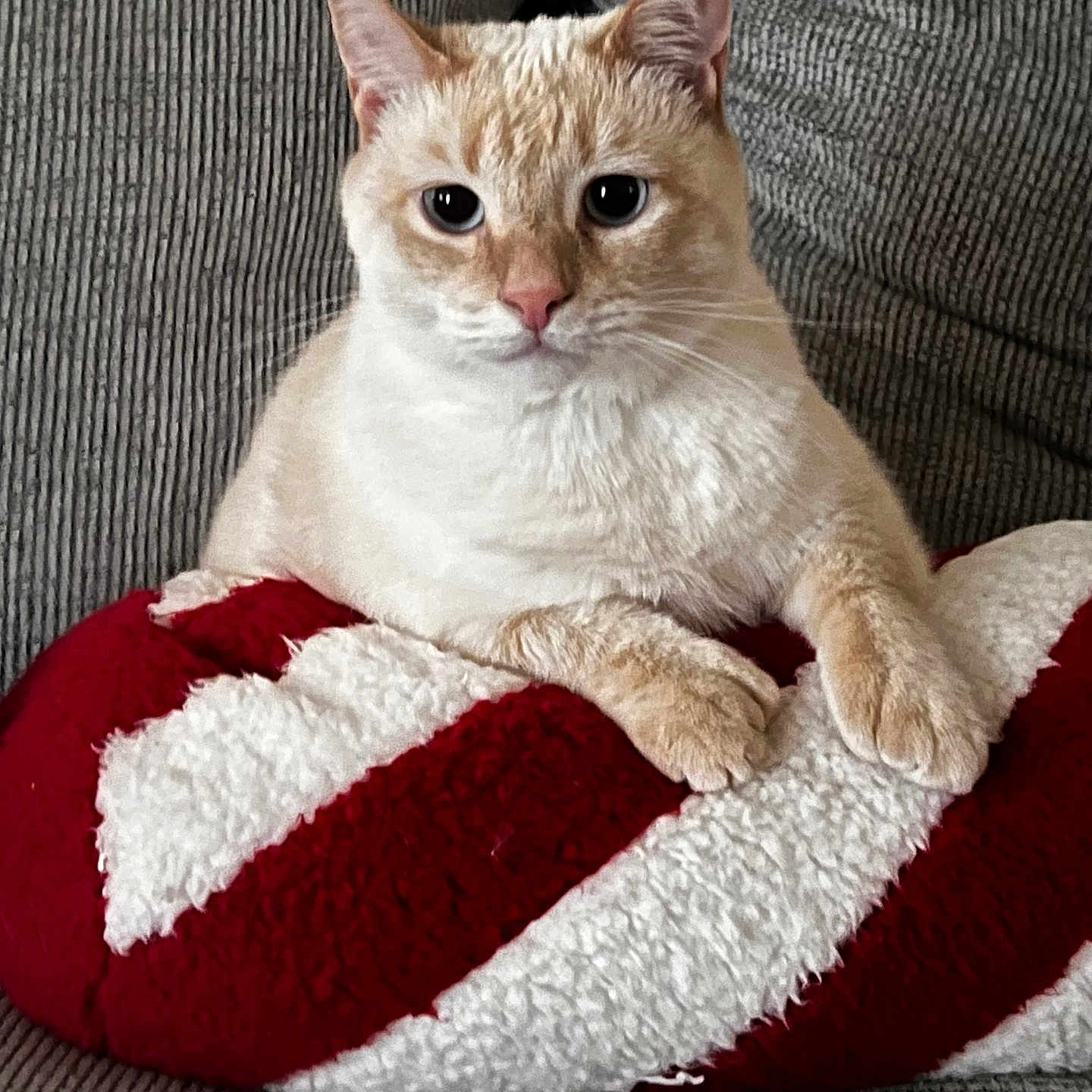 Doobs joined the competition — help win amazing prizes! abyssinian, angora, animal, blanket, canine, cat, couch, cushion, dog, dogbed, furniture, homedecor, kitten, manx, pet, pillow, siamese