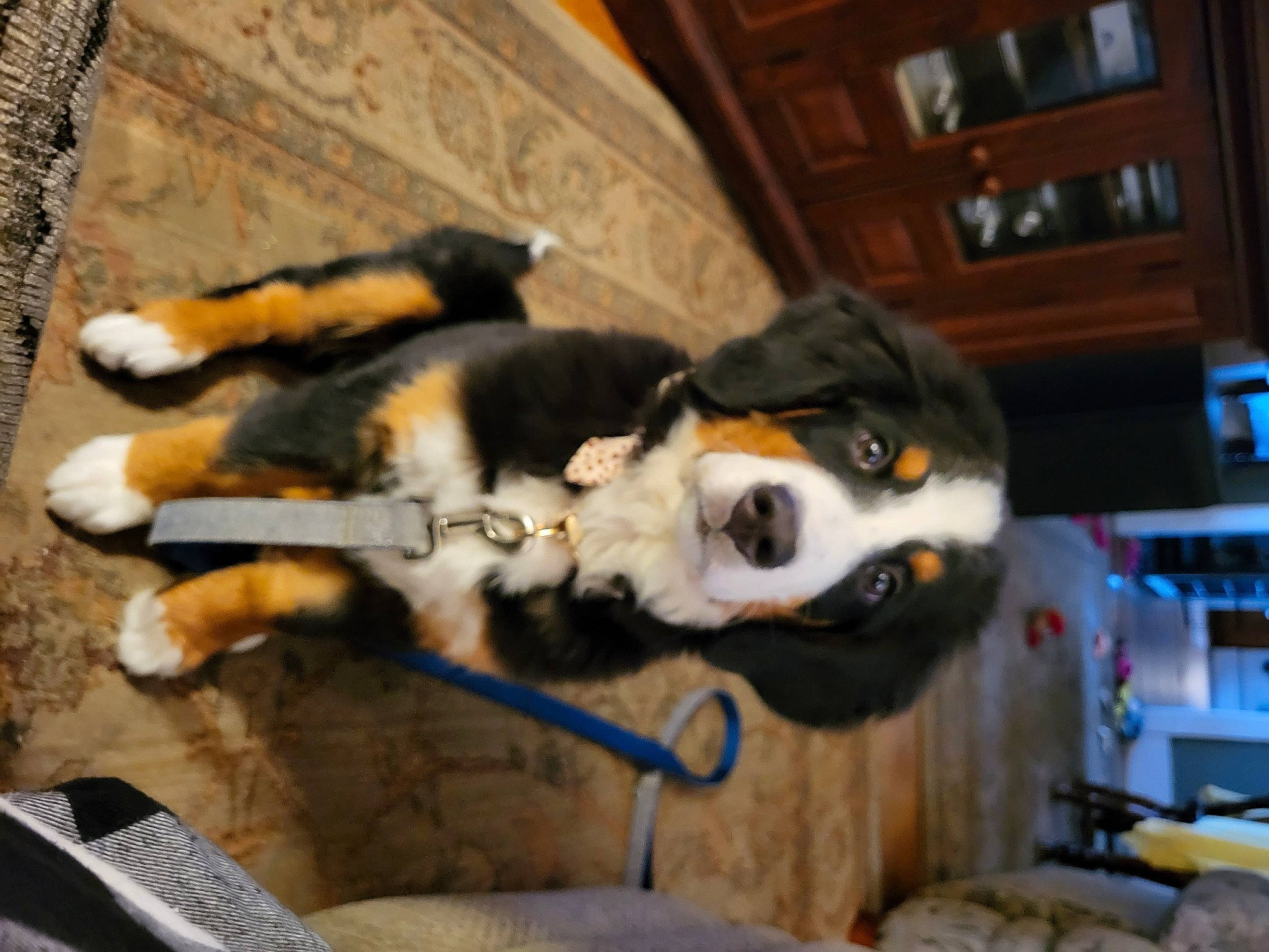 Izzy joined the competition — help win amazing prizes! bookcase, canidae, carnivore, collar, companion_dog, dog, dog_breed, dog_supply, fawn, flooring, fur, non_sporting_group, paw, shelf, snout, sporting_group, tail, working_animal, working_dog