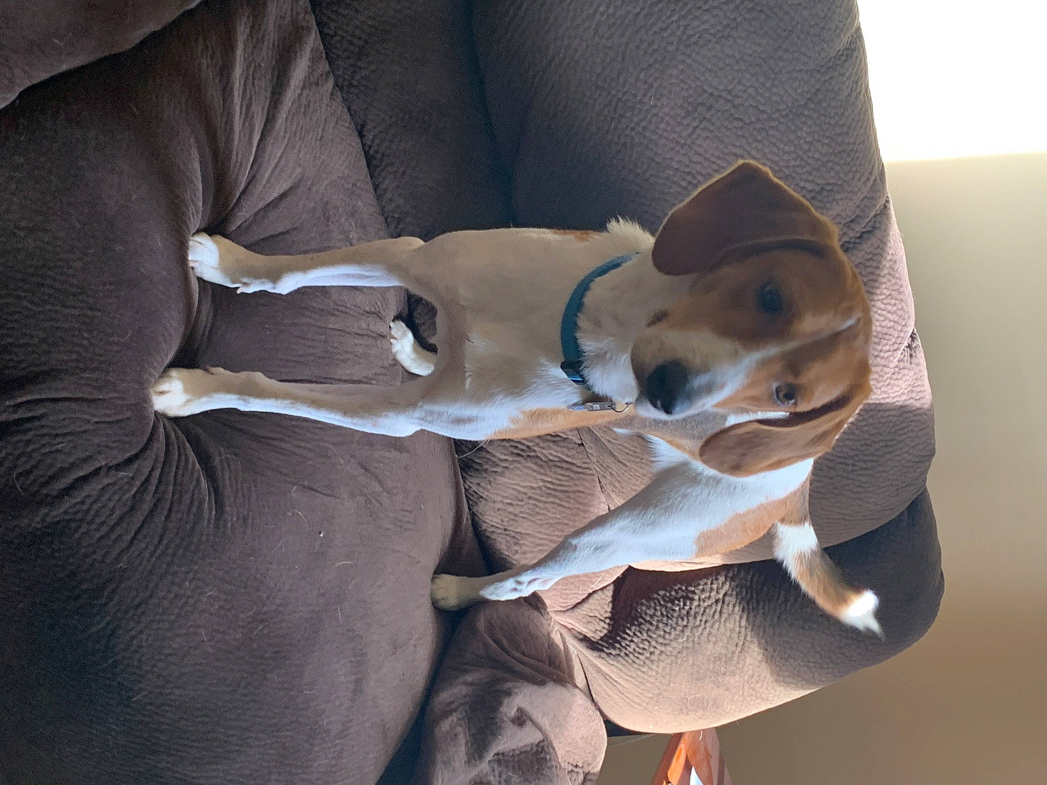 Elvis is registered to the contest to win money with this photo: carnivore, comfort, companion_dog, dog, dog_breed, ear, fawn, linens, nap, non_sporting_group, pet_supply, sporting_group, working_animal