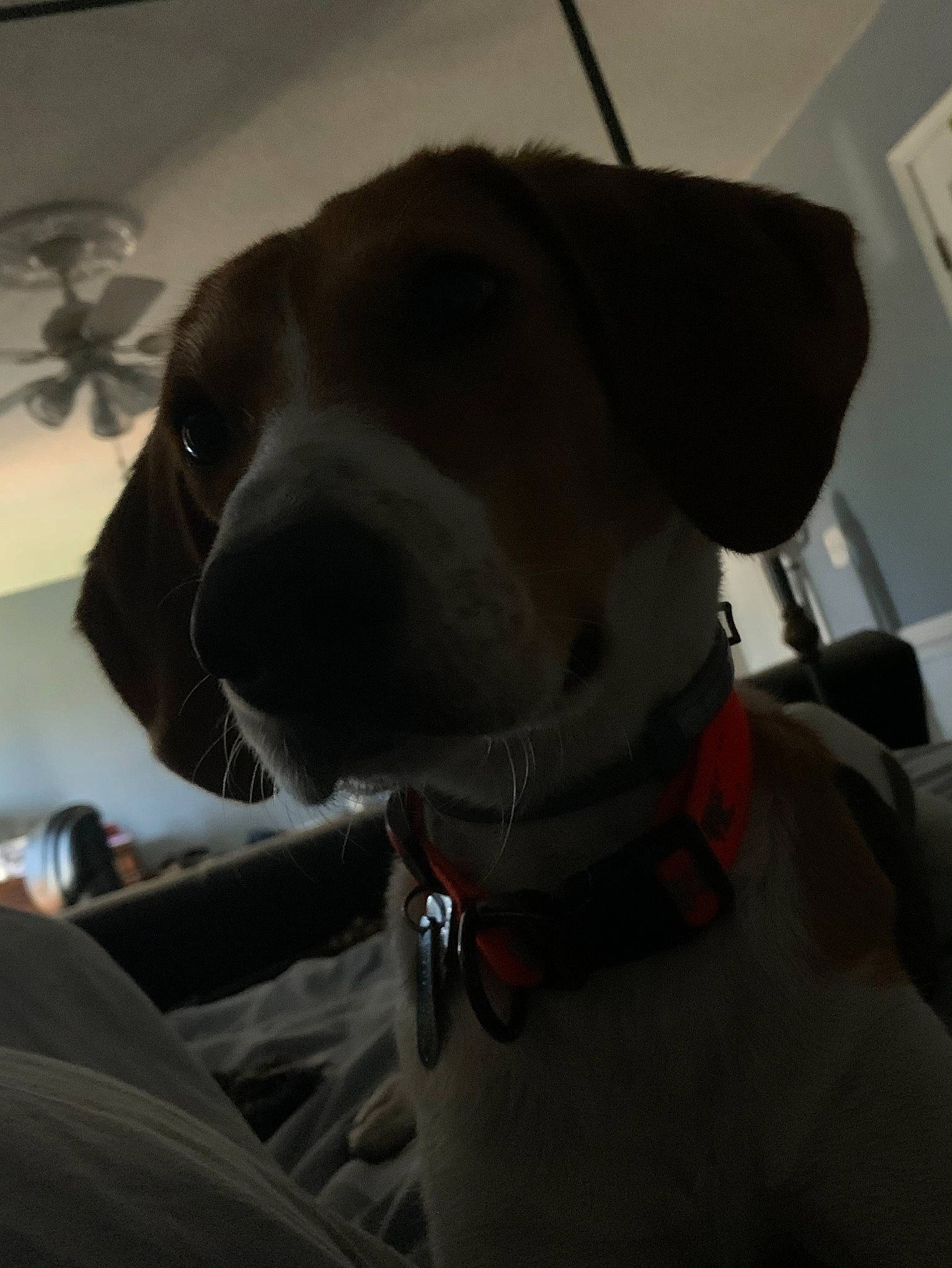 Elvis is registered to the contest to win money with this photo: canidae, carnivore, collar, companion_dog, dog, dog_breed, dog_collar, ear, fawn, fur, giant_dog_breed, leash, pet_supply, pointing_breed, retriever, selfie, snout, sporting_group, whiskers, working_animal