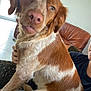 dog, brown_and_white, pet, indoor, couch, person, lap, curious, close_up, furry, animal, companion, cozy, seated, house, living_room, canine, friendly, domestic, portrait