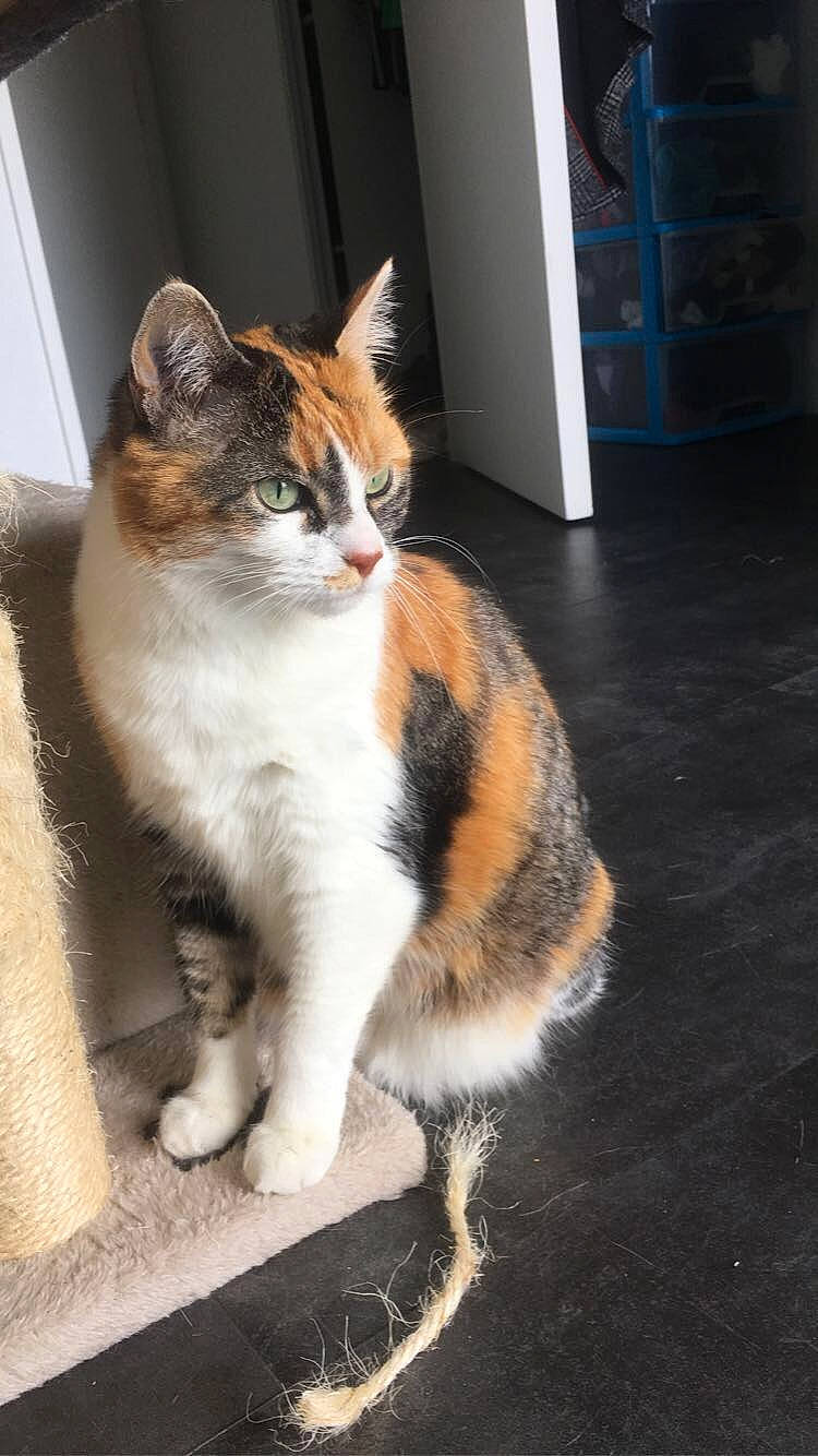 Féline participe au concours pour gagner de l'argent avec cette photo : carnivore, cat, domestic_short_haired_cat, door, eye, felidae, flooring, foot, fur, paw, road_surface, sitting, small_to_medium_sized_cats, snout, tail, terrestrial_animal, whiskers, window