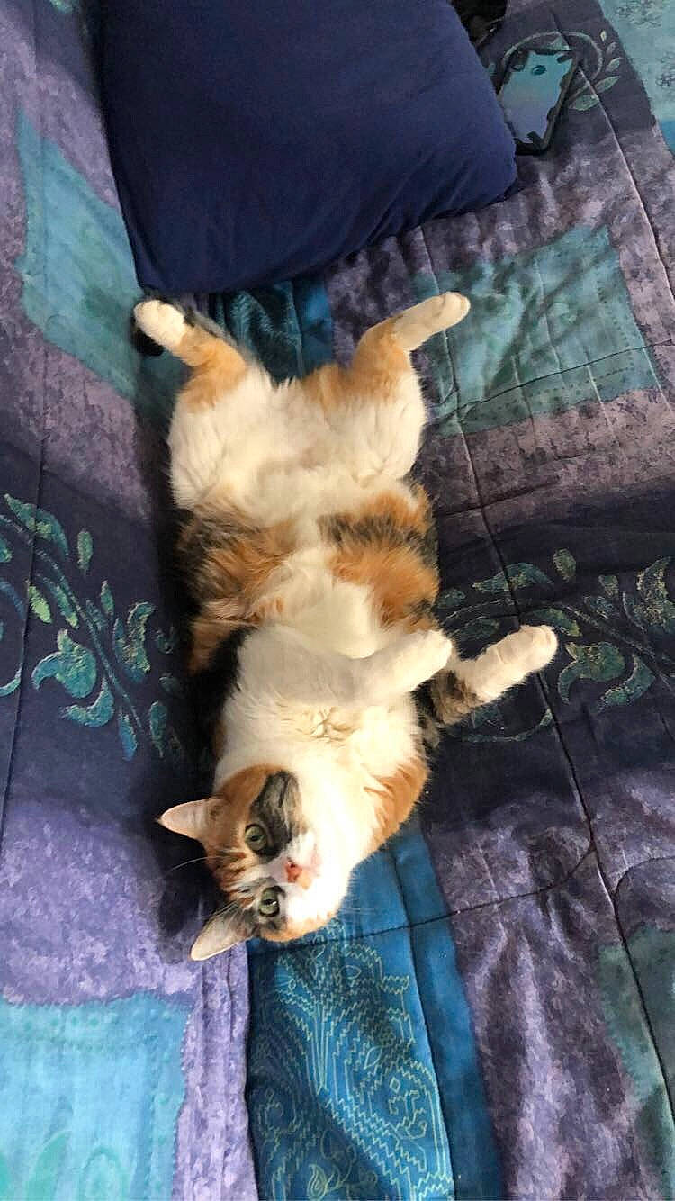 Féline participe au concours pour gagner de l'argent avec cette photo : canidae, carnivore, cat, claw, comfort, companion_dog, dog_breed, domestic_short_haired_cat, fawn, felidae, fur, nap, paw, small_to_medium_sized_cats, sporting_group, tail, textile, tree, whiskers