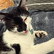 Dice joined the competition — help win amazing prizes! cat, black_and_white_cat, striped_blanket, sleeping_cat, tongue_out, paw, indoor, cozy, pet, feline, relaxed, resting, animal, tabby_cat, bed, cute, fur, whiskers, multiple_cats, domestic_cat