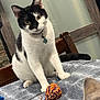 cat, black_and_white, yarn_ball, bed, striped_bedspread, wooden_chair, indoor, curious, playful, pet, feline, collar, tag, whiskers, ears, fur, close_up, domestic_animal, toy, resting