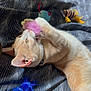 cat, toy, feather, bedspread, striped, playful, pet, animal, indoor, feline, paw, collar, orange, white, lying_down, close_up, cute, fur, whiskers, relaxing