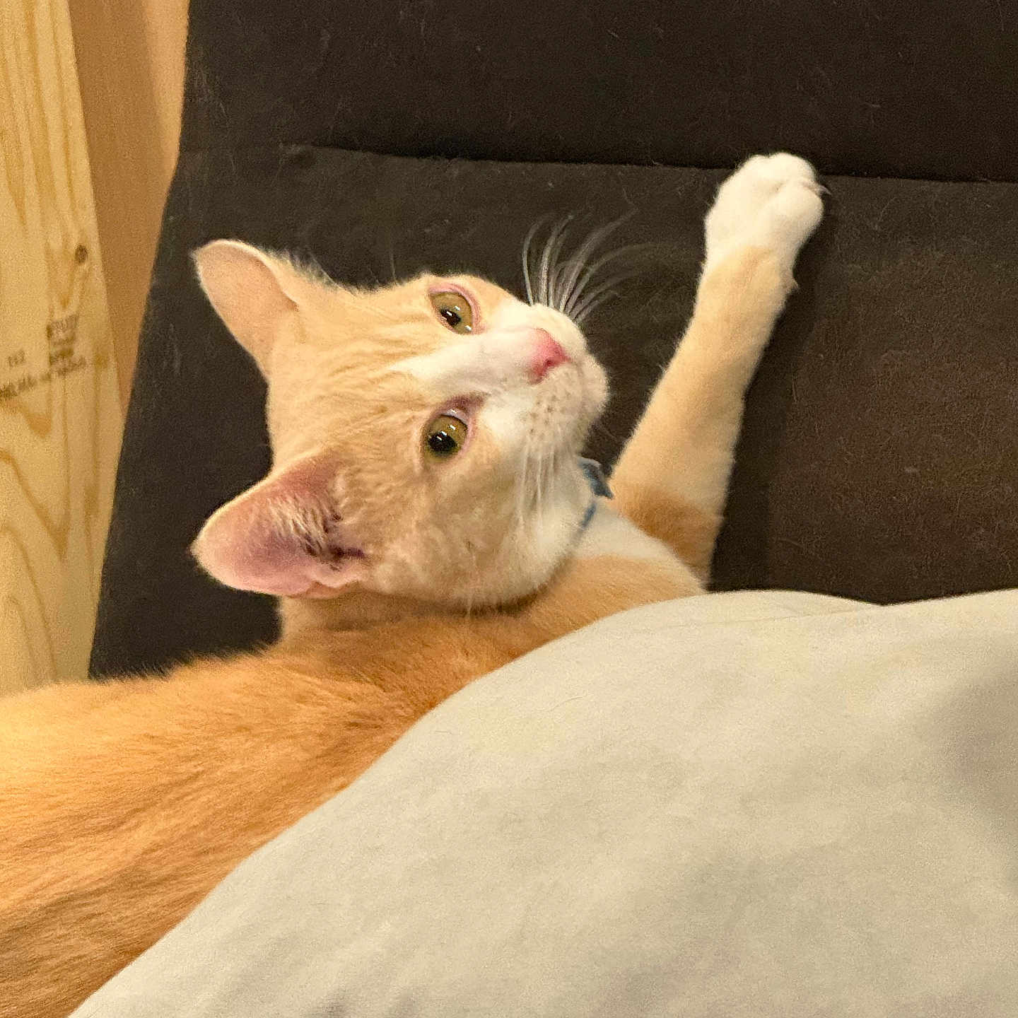 Sunnee is registered to the contest to win money with this photo: animal, cat, close_up, cozy, curious, cushion, domestic_animal, ears, feline, fur, indoor, looking_back, orange_cat, pet, pillow, relaxed, stretching, whiskers, white_cat, wood_paneling