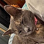 animal, bell, blanket, cat, closeup, collar, cozy, cushion, cute, domestic_animal, feline, fur, gray_cat, indoor, nap, pet, relaxed, resting, sleeping, whiskers