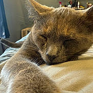 Stormee joined the competition — help win amazing prizes! animal, bed, cat, close_up, cozy, curtain, feline, fur, gray_cat, home, indoor, nap, paw, pet, relaxed, resting, sleeping, soft_light, whiskers, window