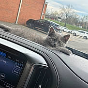 Stormee joined the competition — help win amazing prizes! animal, animal_portrait, building, car_interior, cat, curious, cute, dashboard, daylight, feline, gray_fur, kitten, leisure, outdoor, parking_lot, pet, resting, vehicle, window, young_cat
