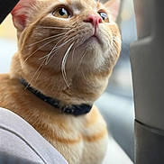 Michi is registered to the contest to win money with this photo: cat, orange_tabby, close_up, whiskers, pink_nose, curious, feline, pet, collar, indoor, portrait, blurred_background, fur, animal, cute, domestic_cat, looking_up, soft_light, face, ears