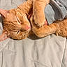 bed, blanket, cat, closeup, comfort, cozy, cute, domestic_animal, feline, fur, hugging, human_arm, indoor, orange_tabby, pet, pink_nose, relaxed, resting, sleeping, whiskers