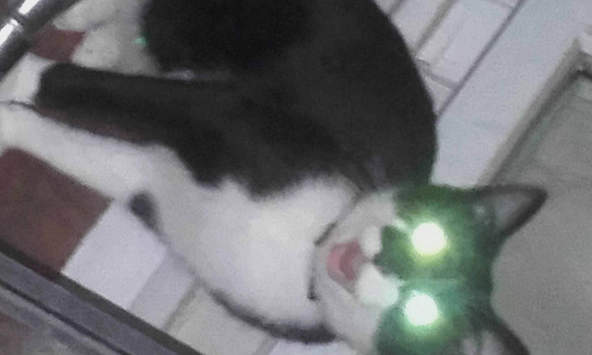 Theo a rejoint le concours — aidez-le/la à gagner de superbes lots ! canidae, carnivore, cat, claw, collar, dog_breed, domestic_short_haired_cat, felidae, fur, mammal, paw, pet_supply, small_to_medium_sized_cats, snout, sporting_group, tail, whiskers