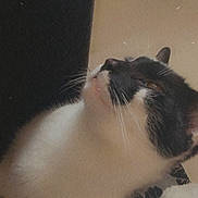 Oreo joined the competition — help win amazing prizes! cat, black_and_white, whiskers, fur, looking_up, indoor, cozy, blanket, fabric, pet, animal, close_up, curious, feline, soft_texture, domestic, mammal, cute, resting, companion