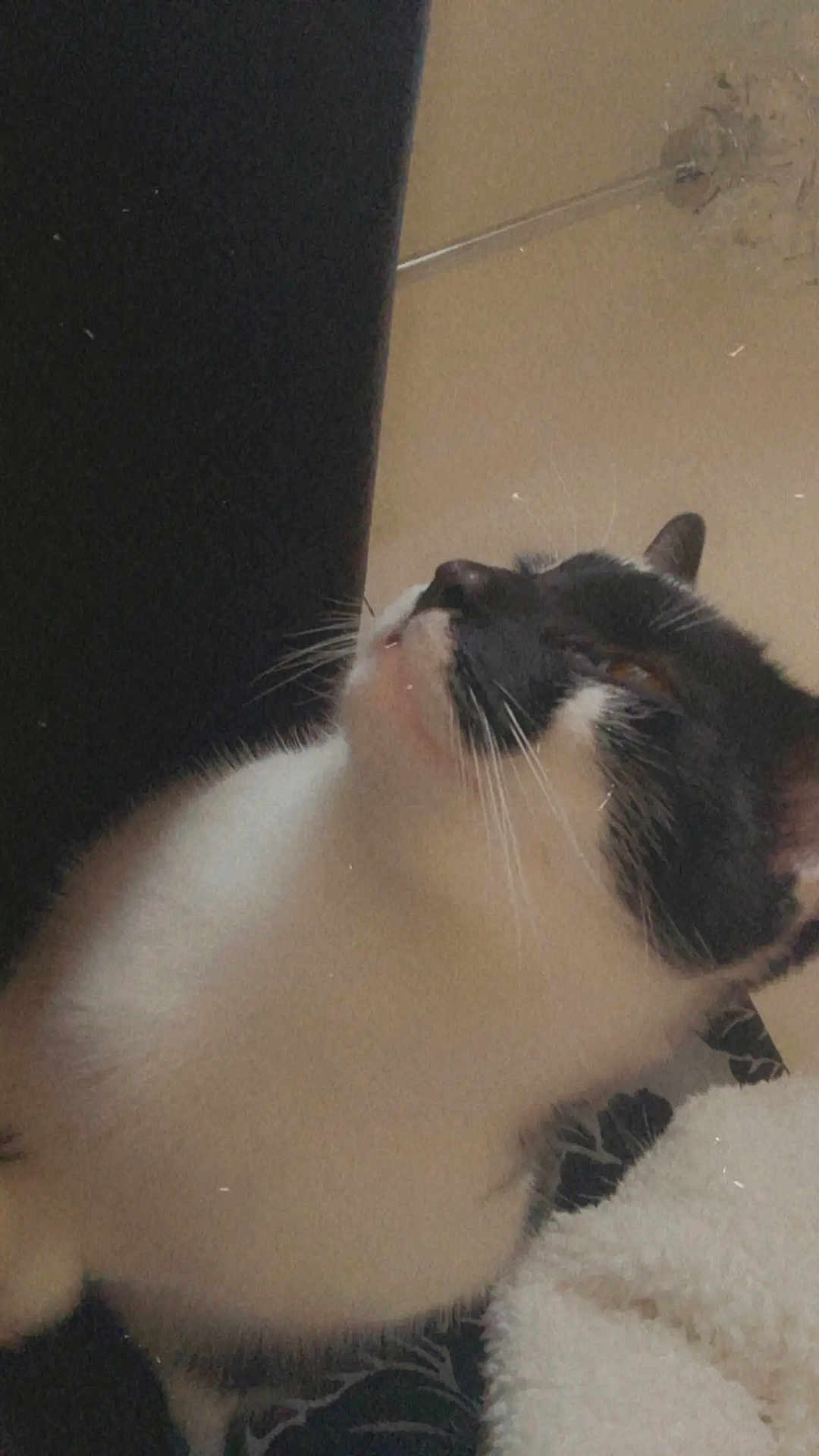 Oreo