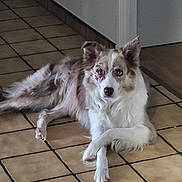 Mistrale a rejoint le concours — aidez-le/la à gagner de superbes lots ! accessories, animal, canine, cockerspaniel, collie, dog, eskimodog, flagstone, hardwood, husky, leash, path, pet, puppy, slate, strap, tile, walkway, whitedog, wood