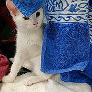 Rhé participe au concours pour gagner de l'argent avec cette photo : abyssinian, angora, animal, applique, bathtowel, blanket, cat, homedecor, kitten, laundry, linen, manx, pattern, pet, quilt, siamese, towel