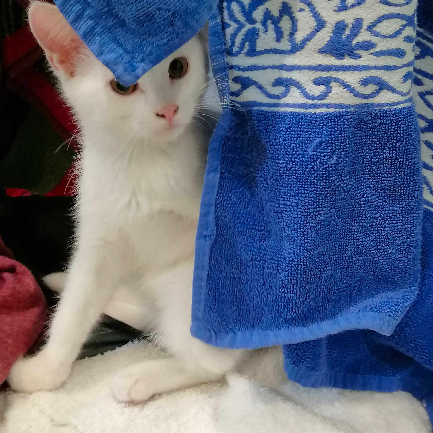 Rhé participe au concours pour gagner de l'argent avec cette photo : abyssinian, angora, animal, applique, bathtowel, blanket, cat, homedecor, kitten, laundry, linen, manx, pattern, pet, quilt, siamese, towel