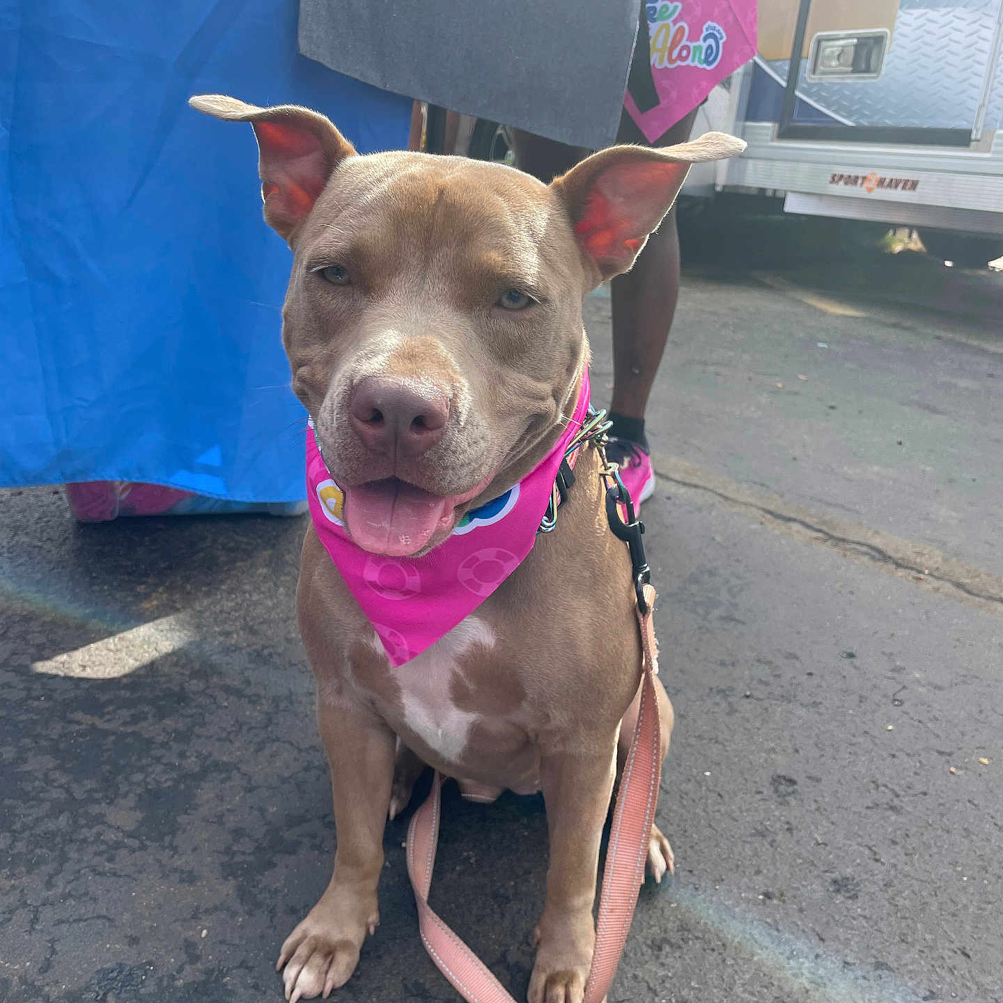 Cersei is registered to the contest to win money with this photo: accessories, animal, architecture, bag, building, bulldog, canine, clothing, dog, footwear, handbag, outdoors, person, pet, pitbull, shelter, shoe, strap, transportation, vehicle