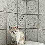 animal, blue_eyes, cat, close_up, corner, curious, feline, indoor, kitten, metal, patterned_tiles, pet, rusty_object, sitting, textured_surface, vintage, wall, white_fur, white_tiles, young_cat