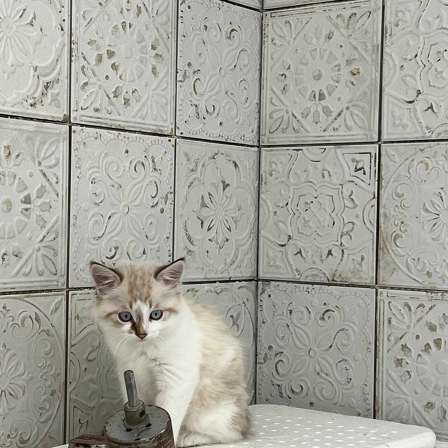 Bbcha participe au concours pour gagner de l'argent avec cette photo : animal, blue_eyes, cat, close_up, corner, curious, feline, indoor, kitten, metal, patterned_tiles, pet, rusty_object, sitting, textured_surface, vintage, wall, white_fur, white_tiles, young_cat