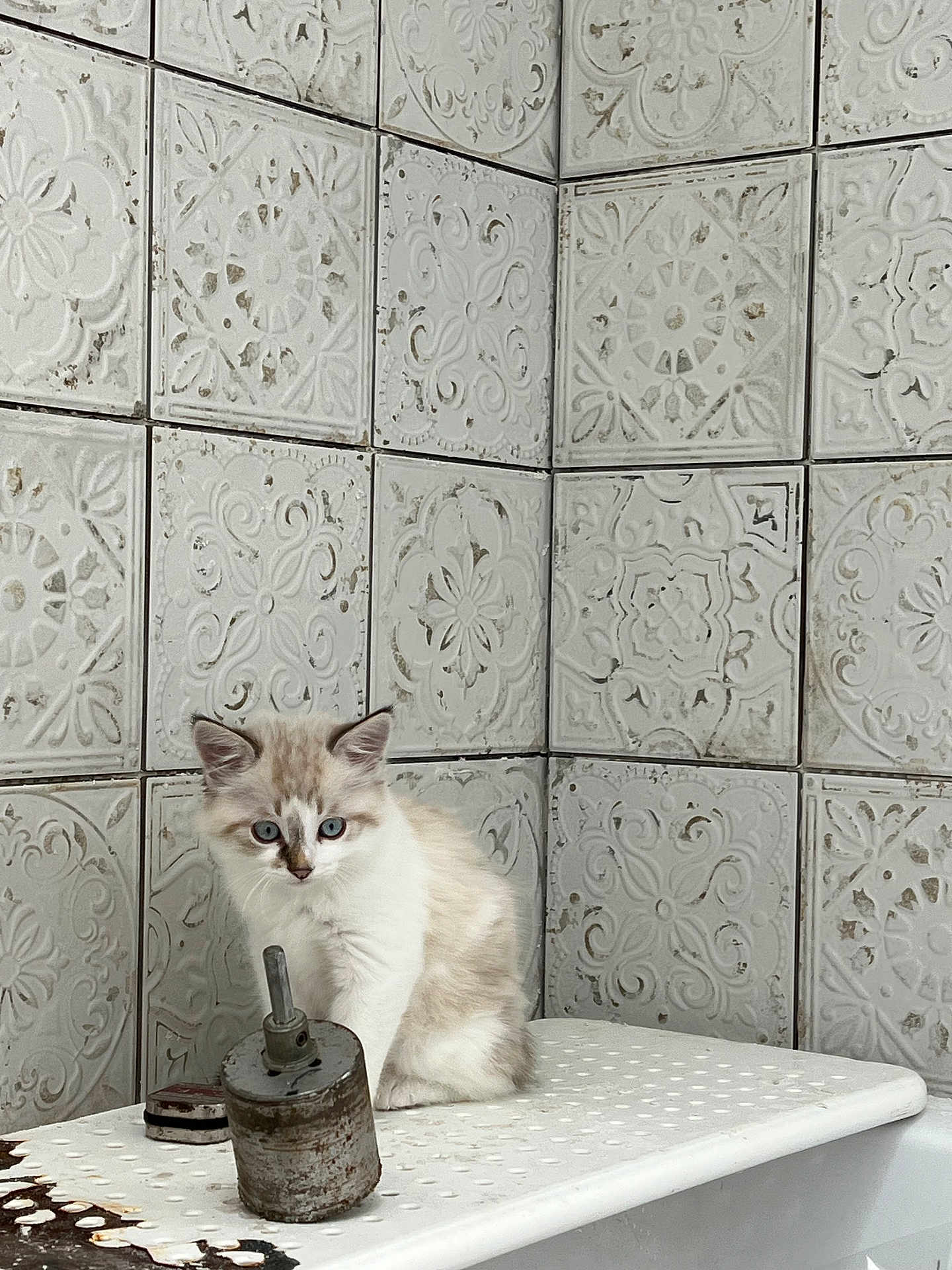 Bbcha participe au concours pour gagner de l'argent avec cette photo : animal, blue_eyes, cat, close_up, corner, curious, feline, indoor, kitten, metal, patterned_tiles, pet, rusty_object, sitting, textured_surface, vintage, wall, white_fur, white_tiles, young_cat
