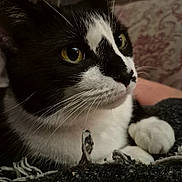 Phoebe is registered to the contest to win money with this photo: animal, background, black_and_white, blanket, cat, close_up, comfort, cozy, face, fur, indoor, paw, pet, portrait, relaxation, resting, soft_light, texture, whiskers, yellow_eyes
