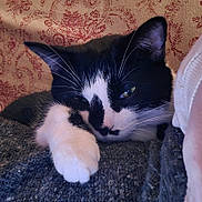 Phoebe is registered to the contest to win money with this photo: cat, black_and_white, paw, whiskers, sleepy, relaxed, close_up, indoor, knitted_fabric, floral_pattern, pet, feline, fur, resting, cute, animal, domestic_cat, soft_texture, portrait, cozy