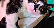 Phoebe joined the competition — help win amazing prizes! animal, black_and_white, cat, close_up, cute, domestic_animal, eyes, feline, fur, household, indoor, laying, marble_surface, pet, portrait, relaxed, stretching_paw, table, whiskers, yellow_eyes
