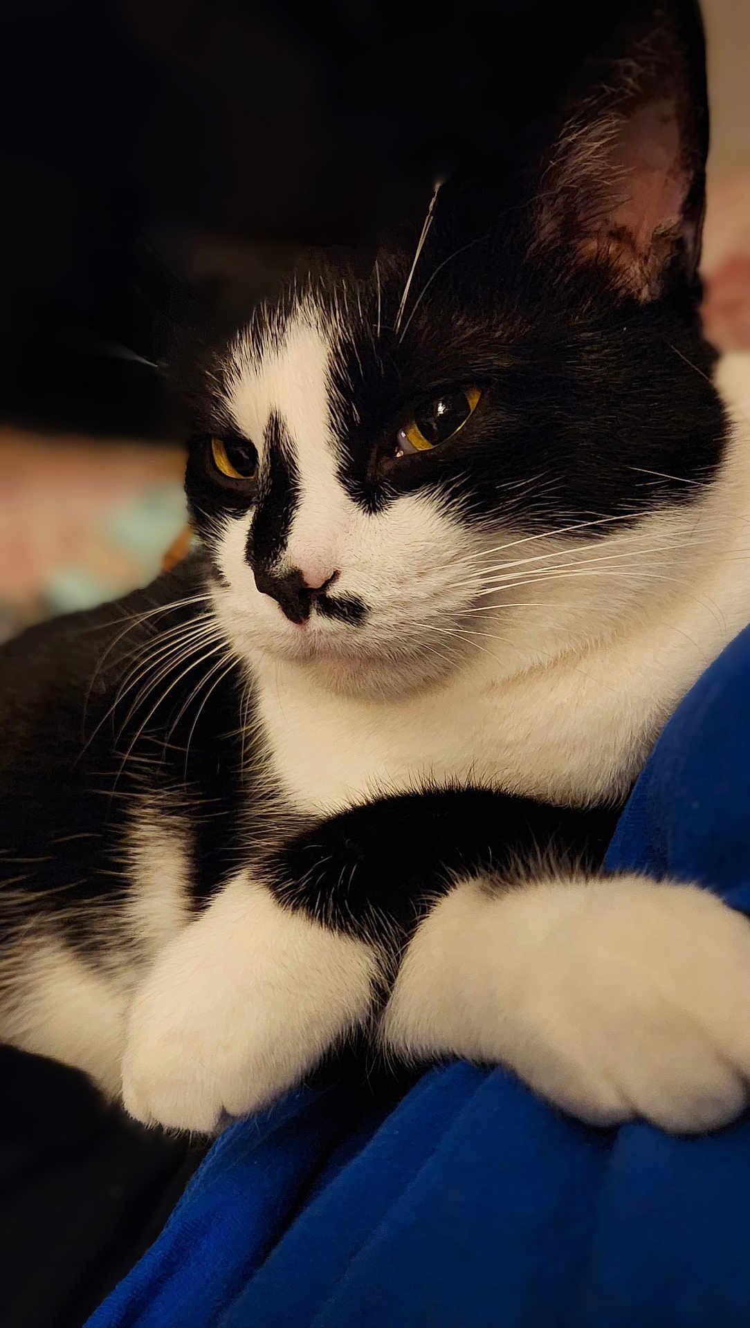 Phoebe joined the competition — help win amazing prizes! cat, black_and_white, close_up, portrait, relaxed, yellow_eyes, whiskers, fur, paws, indoor, blue_fabric, soft_light, animal, pet, cute, feline, resting, cozy, domestic_cat