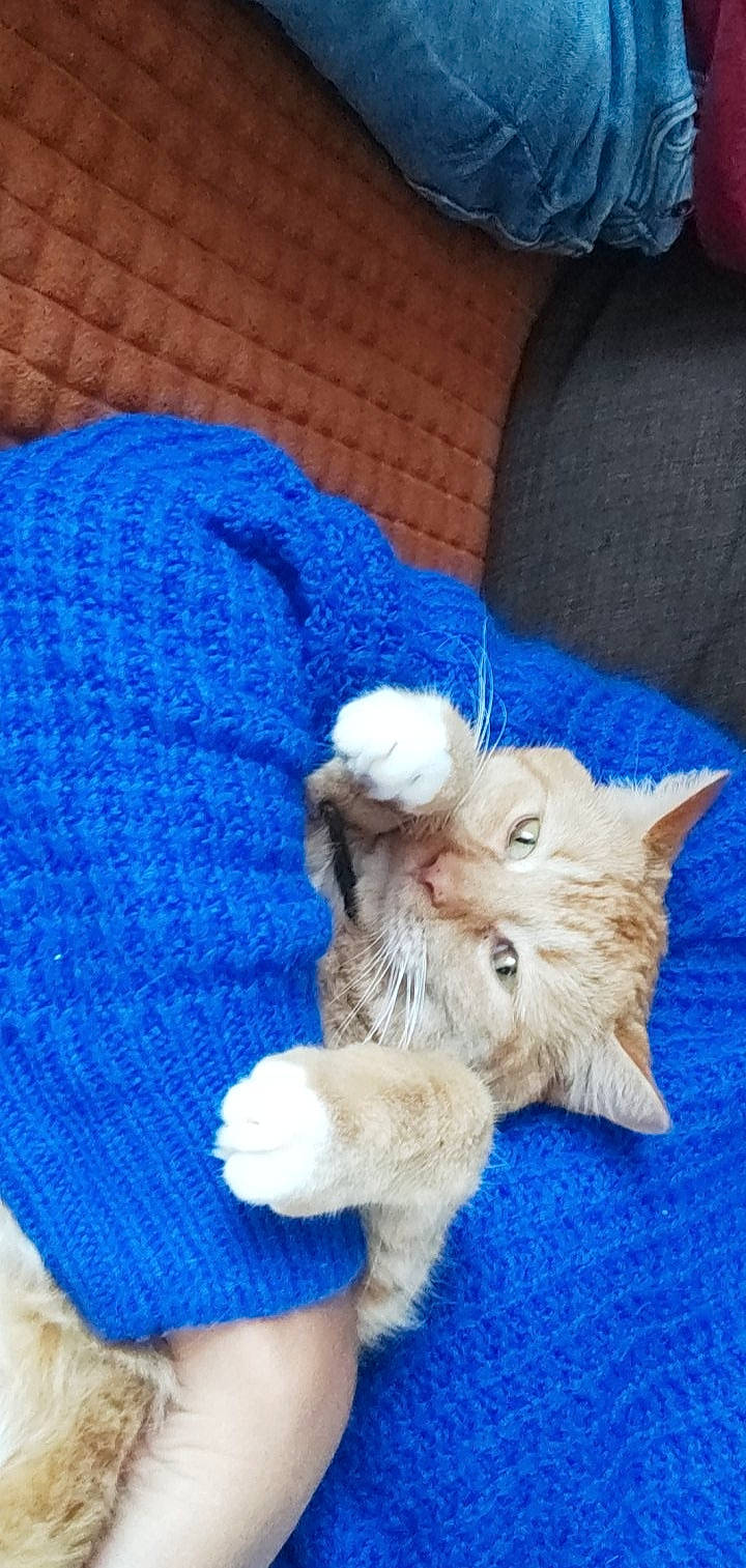 Marshall participe au concours pour gagner de l'argent avec cette photo : azure, baby_toddler_clothing, blue, cap, carnivore, cat, claw, creative_arts, domestic_short_haired_cat, electric_blue, fawn, felidae, fur, pattern, paw, small_to_medium_sized_cats, tail, whiskers, wool, woolen