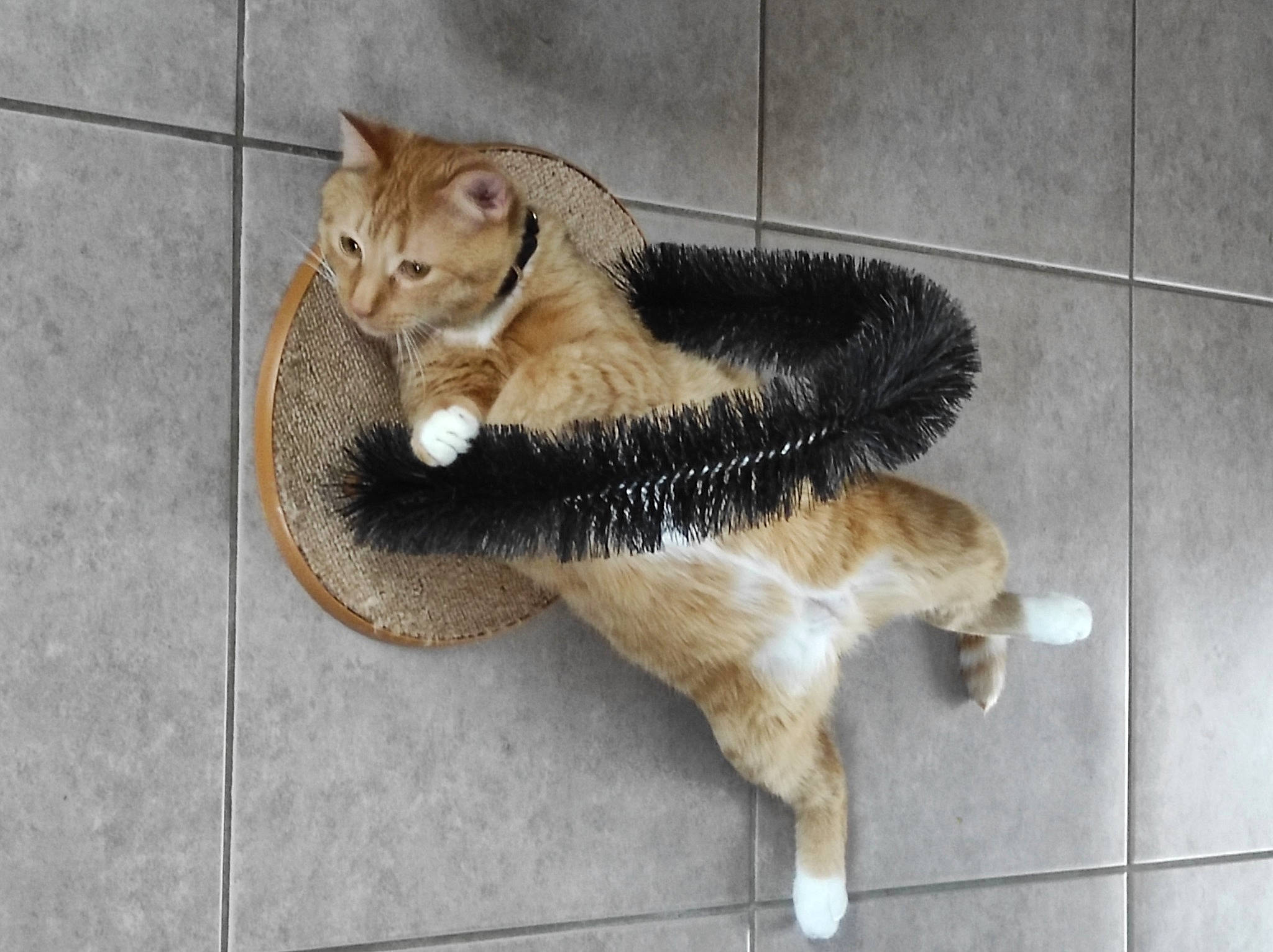 Marshall participe au concours pour gagner de l'argent avec cette photo : carnivore, cat, claw, collar, companion_dog, domestic_short_haired_cat, fashion_accessory, fawn, felidae, flooring, fur, paw, sitting, small_to_medium_sized_cats, snout, tail, terrestrial_animal, whiskers, wildlife, wood