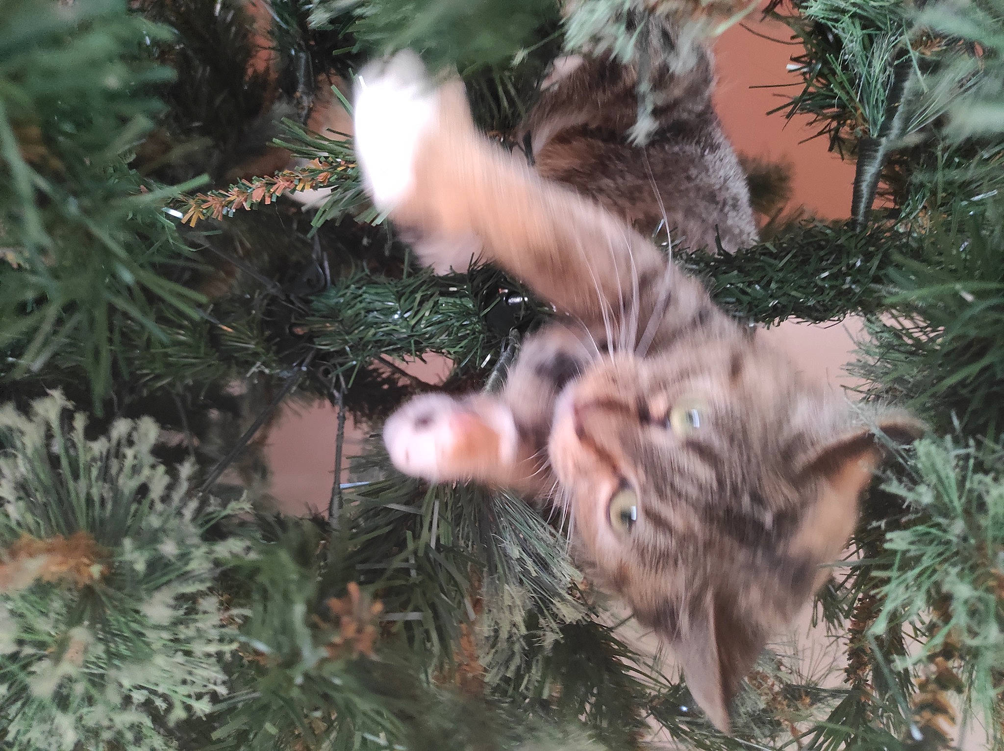 Lilly participe au concours pour gagner de l'argent avec cette photo : branch, carnivore, cat, christmas_decoration, christmas_ornament, christmas_tree, event, evergreen, fawn, felidae, grass, larch, plant, shortstraw_pine, terrestrial_plant, tree, twig, whiskers, wood, woody_plant