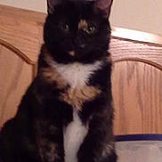 Peanut is registered to the contest to win money with this photo: cat, tortoiseshell, pet, animal, feline, fur, sitting, indoor, wood, headboard, curious, black, orange, white, domestic, cute, mammal, whiskers, ears, face