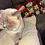 Marley joined the competition — help win amazing prizes! animal, blanket, cat, couch, cozy, cute, fur, furniture, gray_cat, holiday_decor, indoor, penguin, pet, plush_toys, red_eye, santa, sitting, snowman, soft, whiskers