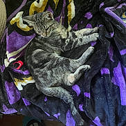 Pooter joined the competition — help win amazing prizes! animal, black, blanket, cat, cozy, cute, domestic, feline, fur, indoor, laying, pet, plush, purple, relaxed, resting, small, striped, tabby, yellow