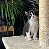 Domy a rejoint le concours — aidez-le/la à gagner de superbes lots ! kitten, black_and_white, cat_tree, scratching_post, indoor, houseplants, curious, pet, feline, cute, small, fur, whiskers, pink_nose, wooden_furniture, cozy, domestic, animal, sitting, looking
