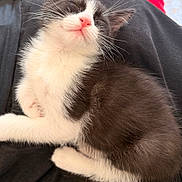 Domy a rejoint le concours — aidez-le/la à gagner de superbes lots ! kitten, cat, sleeping, black_and_white, fur, pet, cute, animal, whiskers, pink_nose, relaxing, soft, close_up, feline, cozy, resting, adorable, small, domestic_animal, young