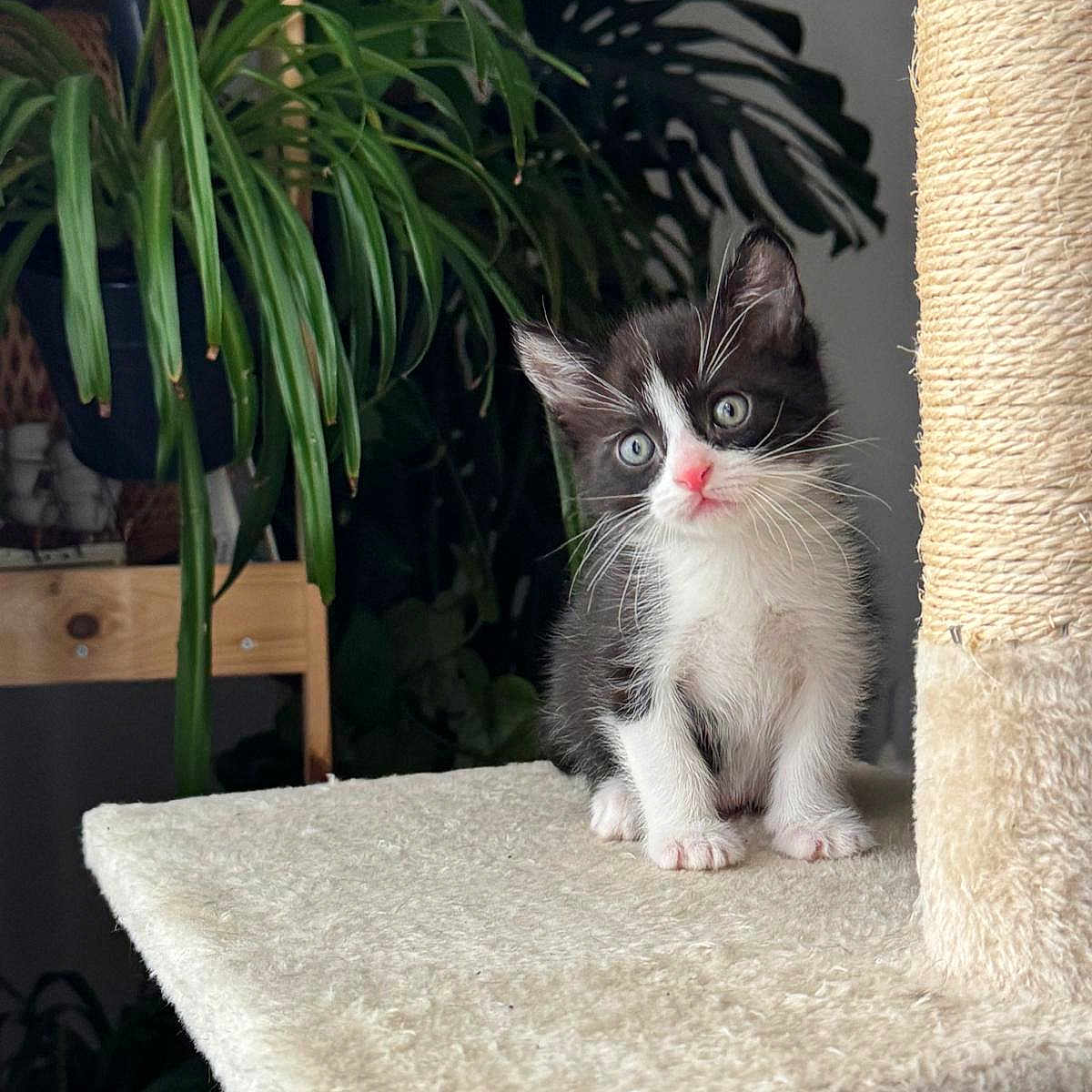 Domy participe au concours pour gagner de l'argent avec cette photo : kitten, cat, black_and_white, indoor, cat_tree, plant, greenery, feline, young, pet, curious, fur, whiskers, eyes, paws, cozy, home, cute, small, animal